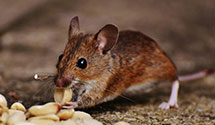 24 Hour & Emergency Exterminators in Mt Baldy, CA